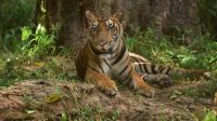 Yangchen Lachungpa, a key figure in the illegal tiger parts trade, has been captured in India after evading authorities for several years. Investigators link her to a vast trafficking network across several Asian countries.