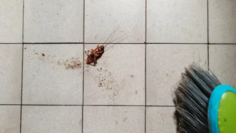 Flamethrower Attempt to Kill Cockroach Leads to Tragedy in South Korea