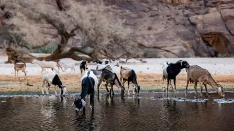 Chad Ends Agreement with Wildlife Charity Linked to Prince Harry