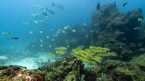 Global High Seas Treaty Set to Transform Ocean Conservation