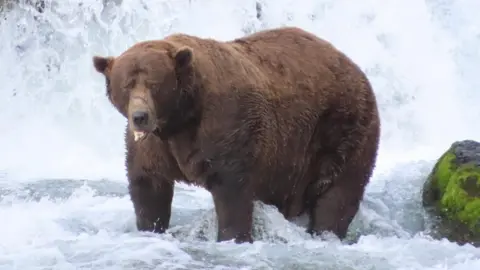 Chunk the Resilient Bear Triumphs in Fat Bear Week 2025