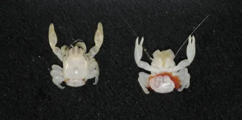 New Species Revealed: Almond-Sized Crab and Lantern Shark Found in Australia