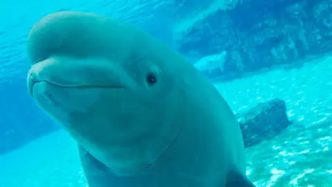 Threat of Euthanasia Looms Over 30 Beluga Whales at Canadian Marine Park