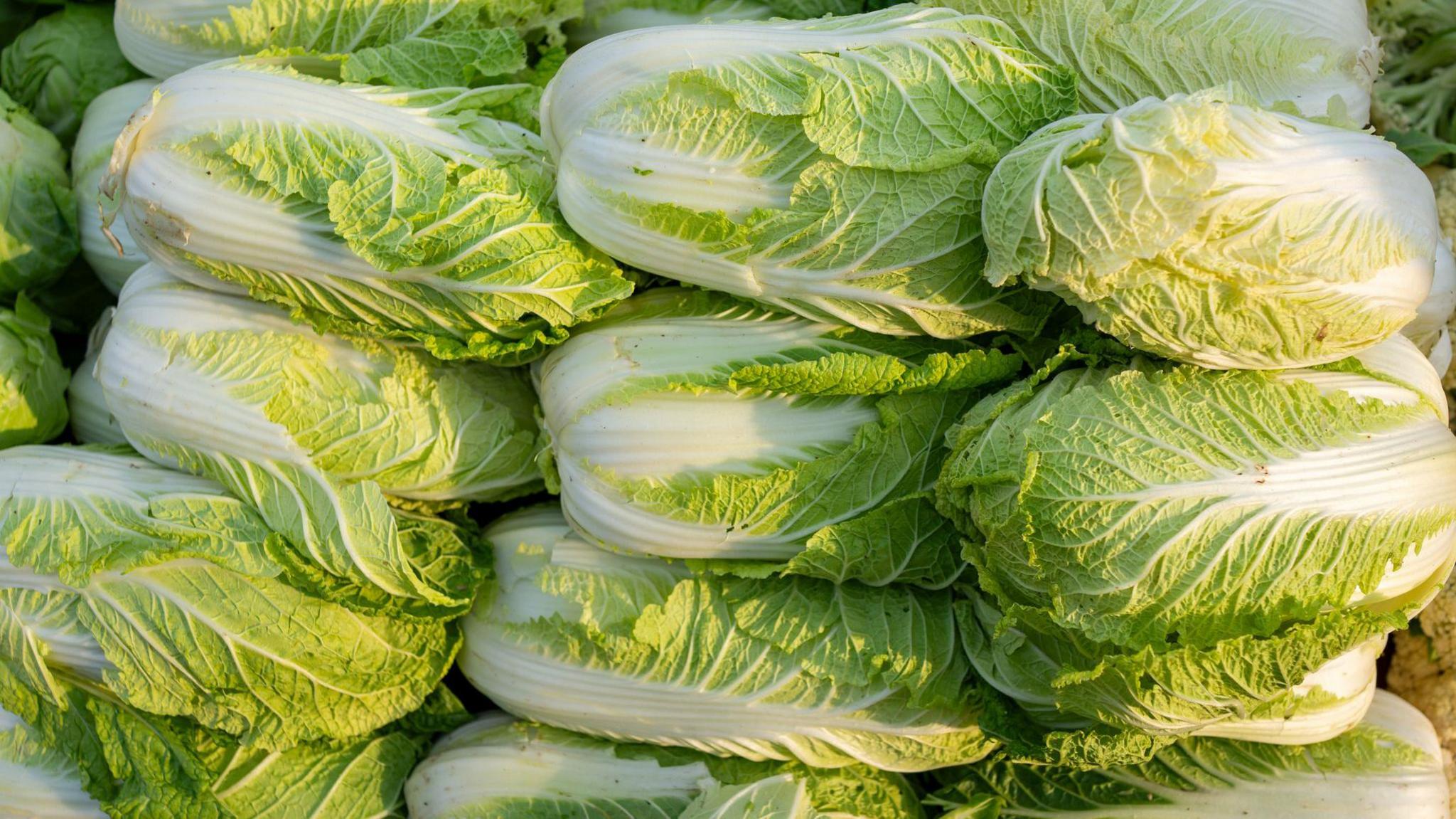 China Probe: Formaldehyde Found on Cabbage Supply Chains