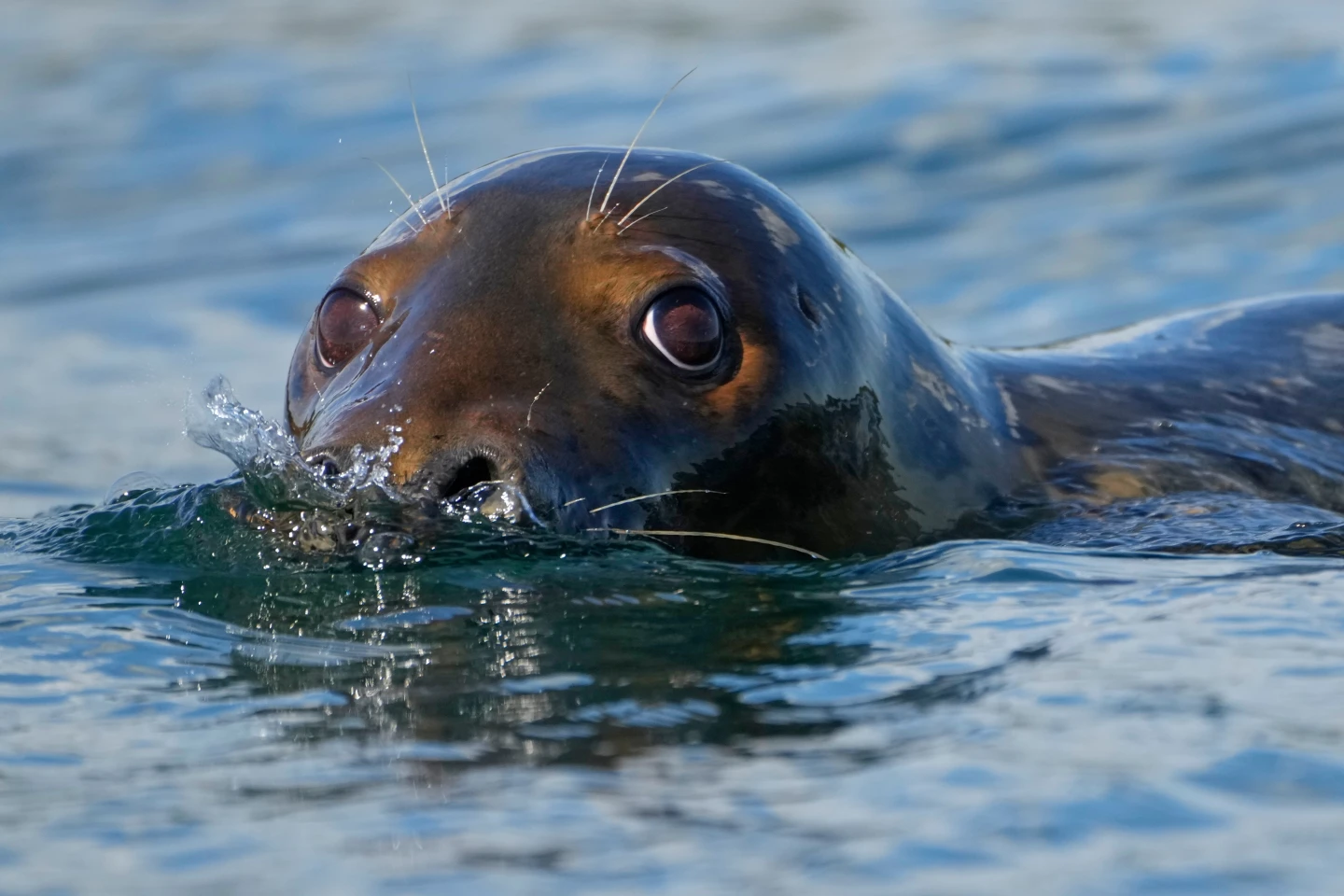 Republican Lawmakers Push to Repeal Marine Mammal Protection Act
