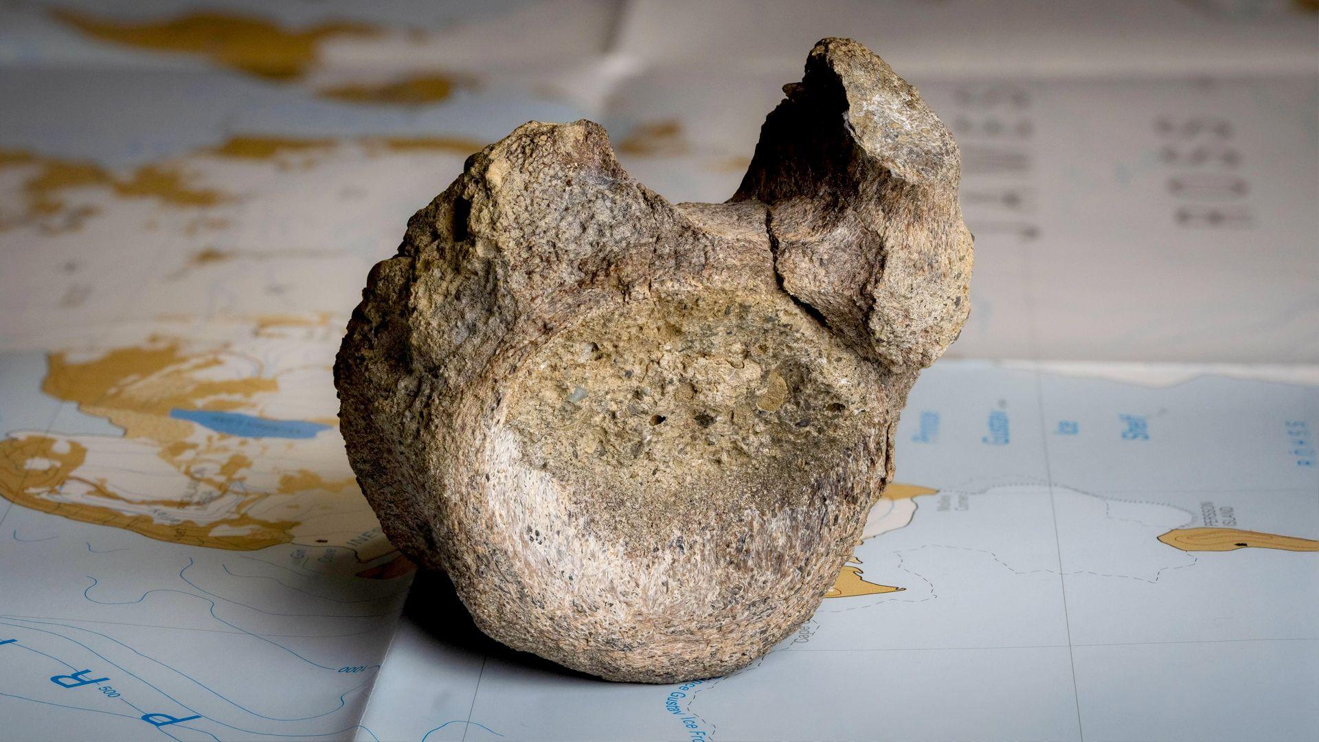 Forgotten Antarctic Fossil Becomes First Dinosaur Bone Discovered on the Continent