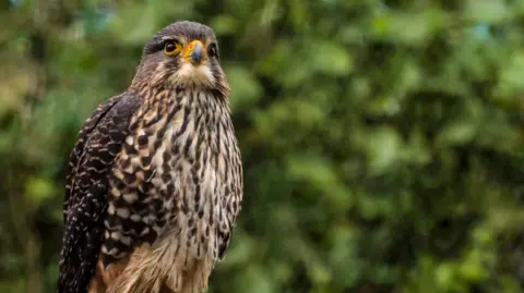 New Zealand's kārearea Takes the Crown as Bird of the Year