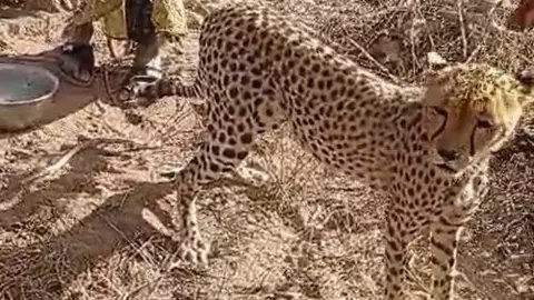 Embracing the Wild: Kenyan Family Adopts Orphaned Cheetah Cub