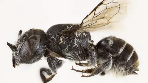 Meet the 'Lucifer' Bee: A New Species Discovered in Australia with Devilish Horns
