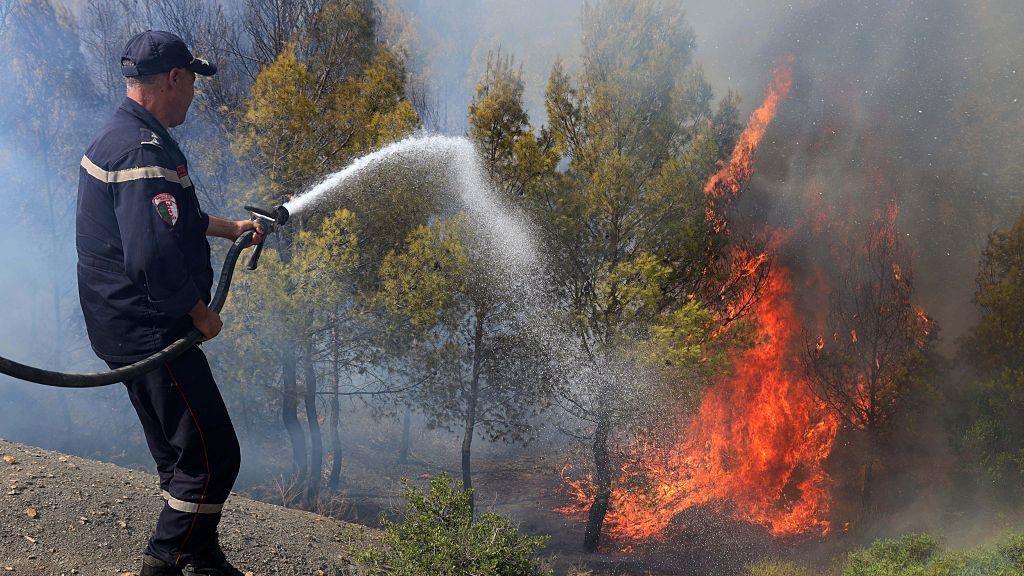 Algérie Wildfires: 12 Deaths Amid Harsh Heatwave