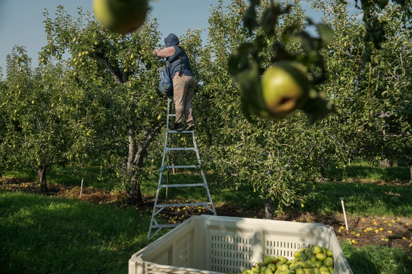Heat Crisis: Pregnant Farmworkers at Risk Amid Rising Temperatures