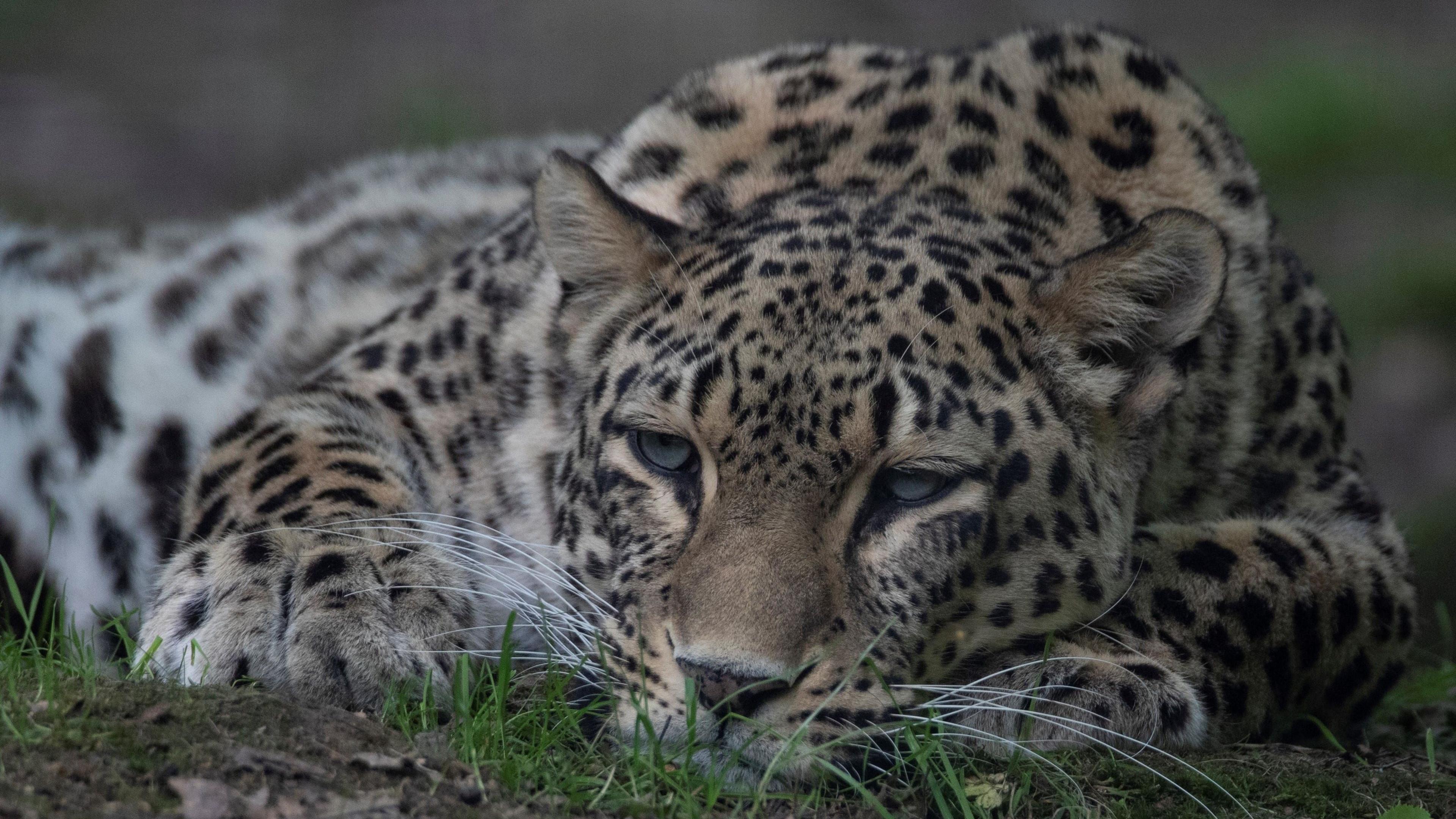 Persian leopard