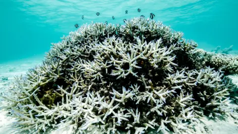 Hope for the Great Barrier Reef: A Potential Recovery Amidst Climate Challenges