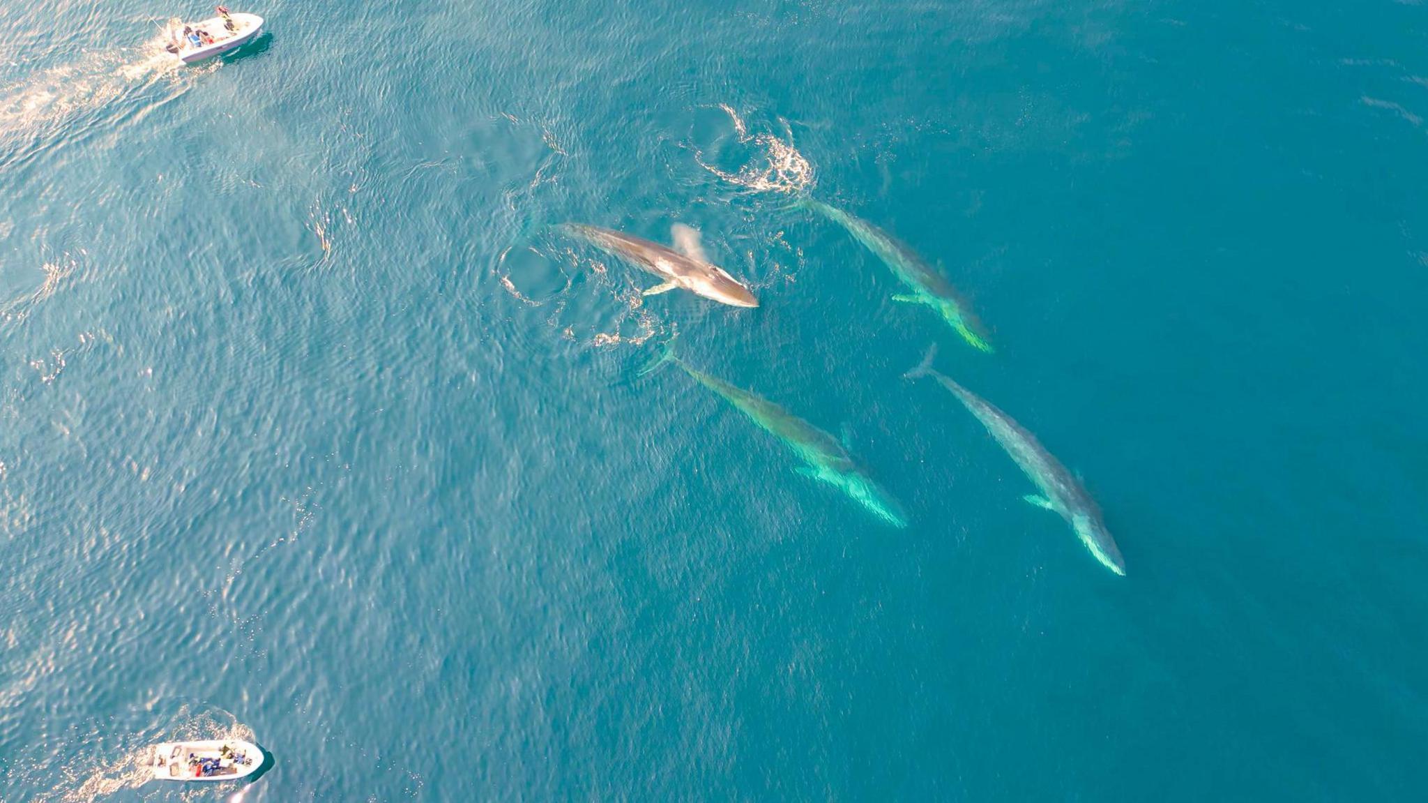 Giant Whales Enter Greenland’s East Coast as Ice Melts, Revealing a Climate‑Driven Regime Shift