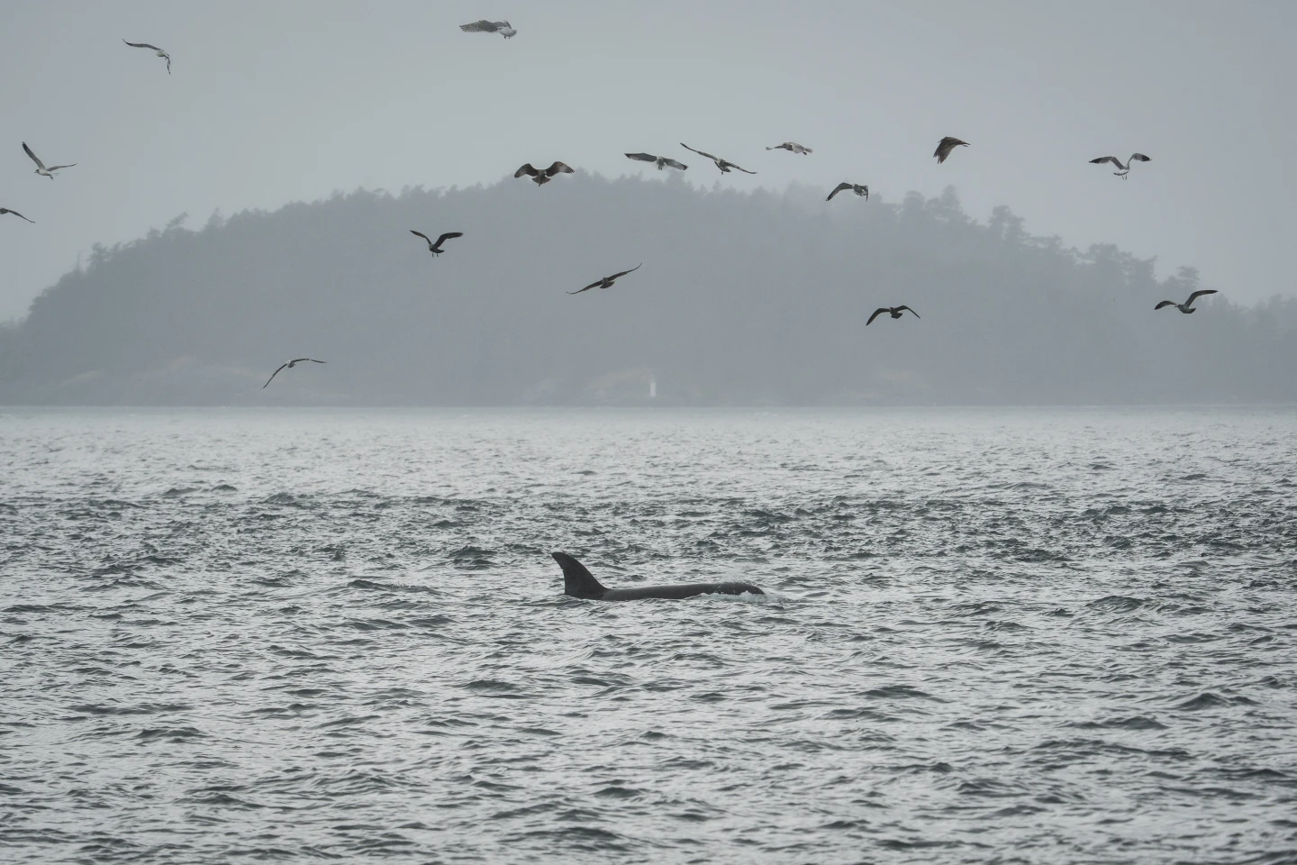 Innovative Technology Aims to Protect Endangered Orcas Using Undersea Fiber-Optic Cables
