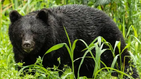 Record Bear Attacks in Japan: Seven Fatalities in 2025