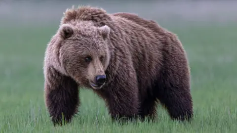 Grizzly Bear Attack Injures 11 in British Columbia
