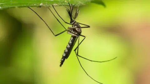 A Historic First: Mosquitoes Discovered in Iceland Following Heatwave