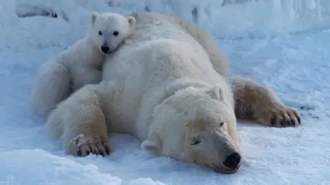 Unexpectedly Robust: Polar Bears Thrive in Warming Arctic