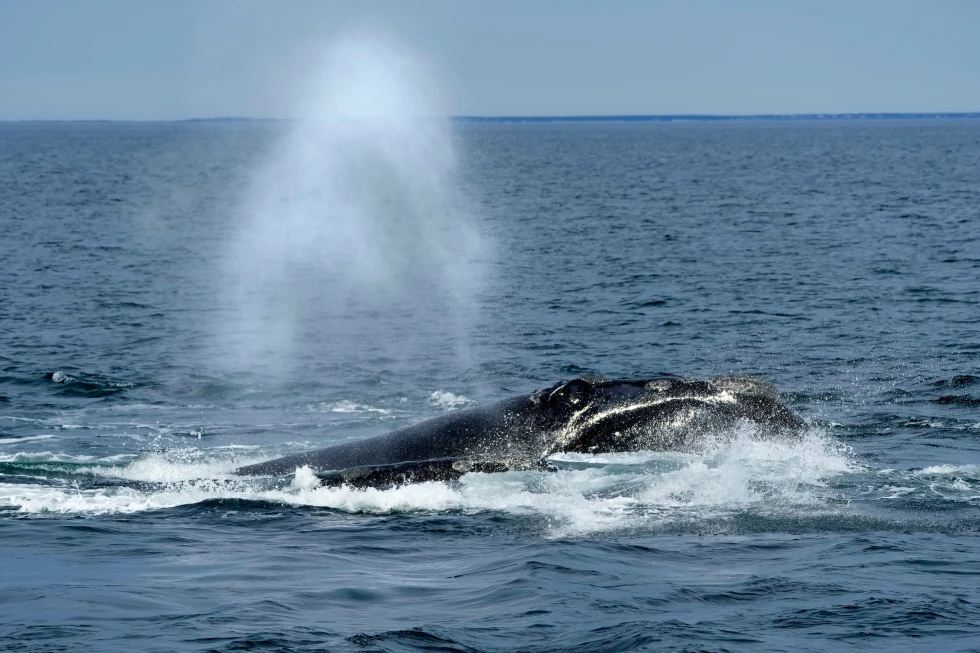 NOAA Plans Deregulation of Right Whale Protections Amidst Rising Concerns