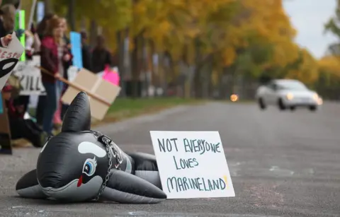 Urgent Call for Rescue: Can Canada’s Beluga Whales Be Saved from Euthanasia?
