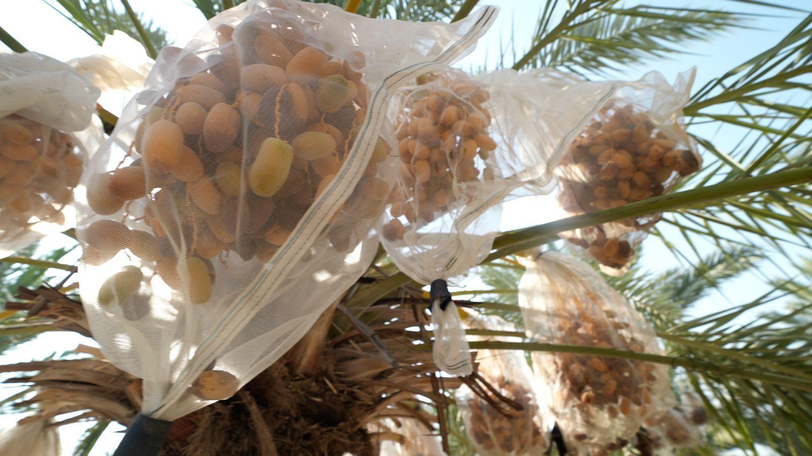 Sandwiched in the Jordan Valley: Farmers Face UK Sanctions Amid Israeli Settlement Tensions
