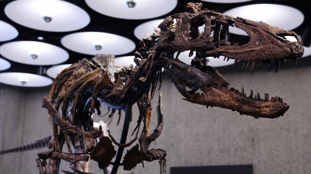 Jodi the mounted Nanotyrannus skeleton