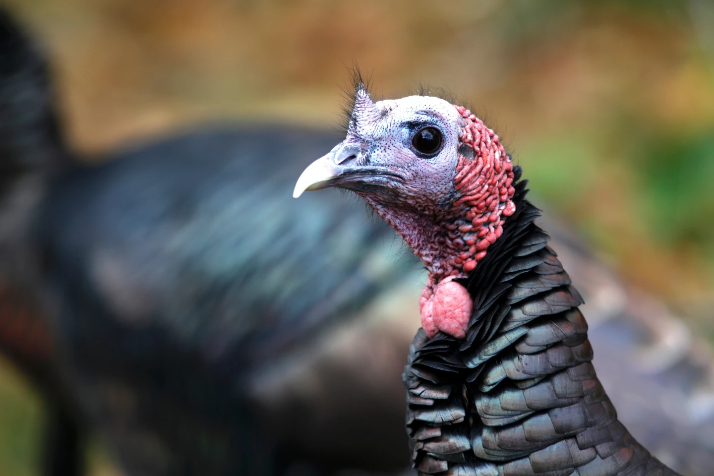 From Near Extinction: The Remarkable Comeback of Wild Turkeys