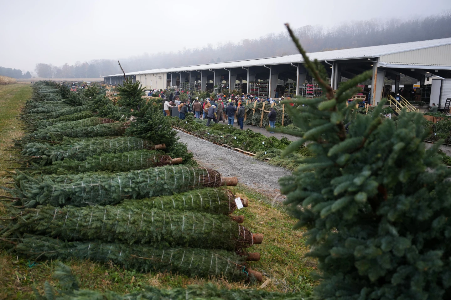 Christmas Tree Auction Brings Holiday Spirit to Pennsylvania
