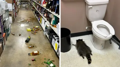 Raccoon Causes Havoc in Virginia Liquor Store After Intoxication