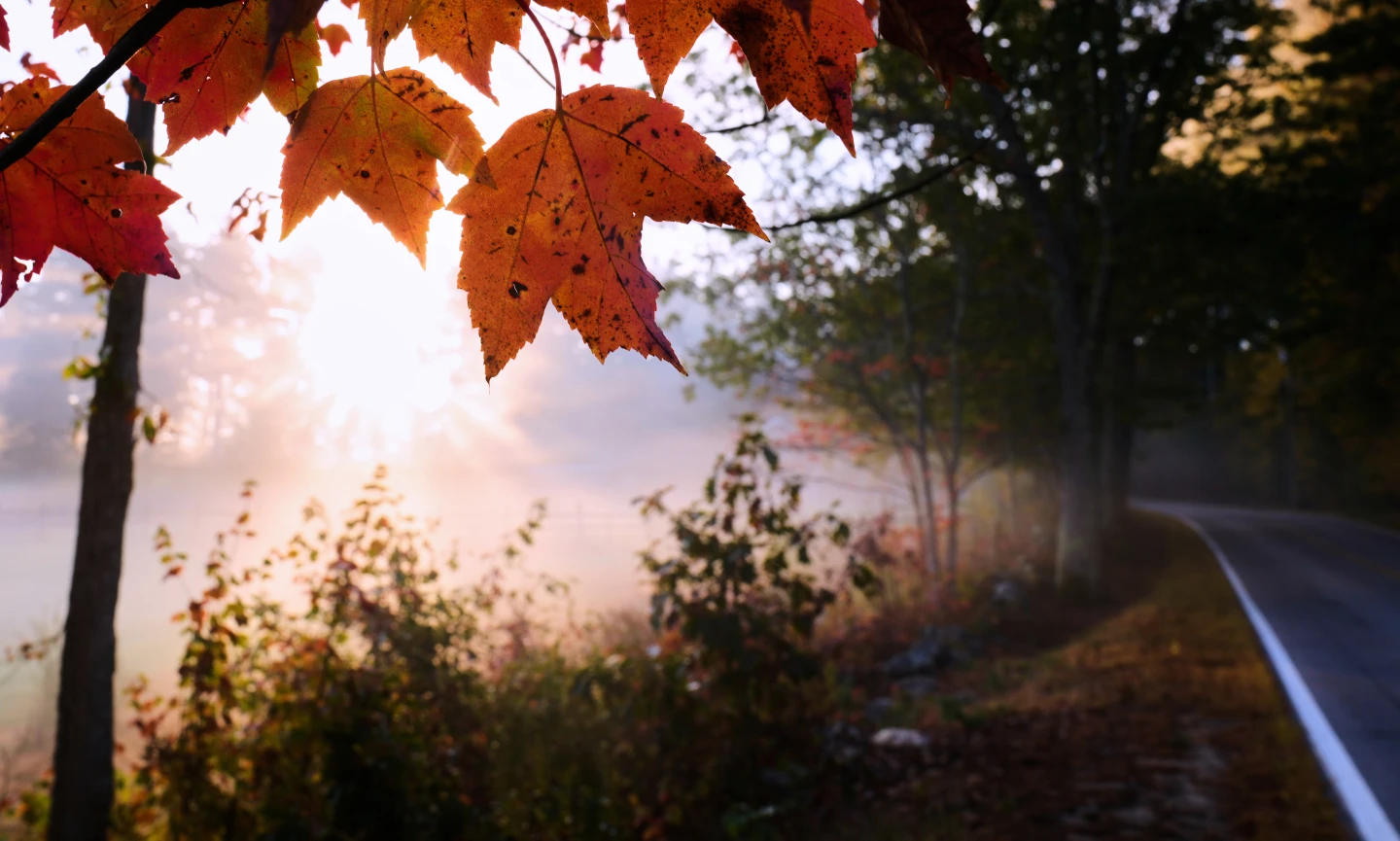 Drought Mutes Autumn Colors Ahead of Leaf-Peeping Season